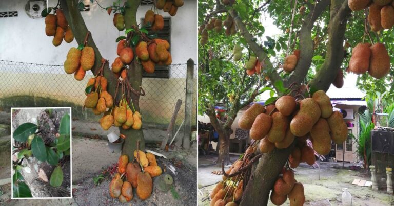 Tip Pokok Cempedak Berbuah Lebat Di Pangkal Pokok, Senang Nak Petik