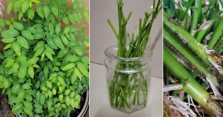 Pucuk Manis Pokok Sayur Paling Mudah Tanam. Cuma Rendam Batang, Cucuk Dalam Pasu Tapi Jangan Banyak
