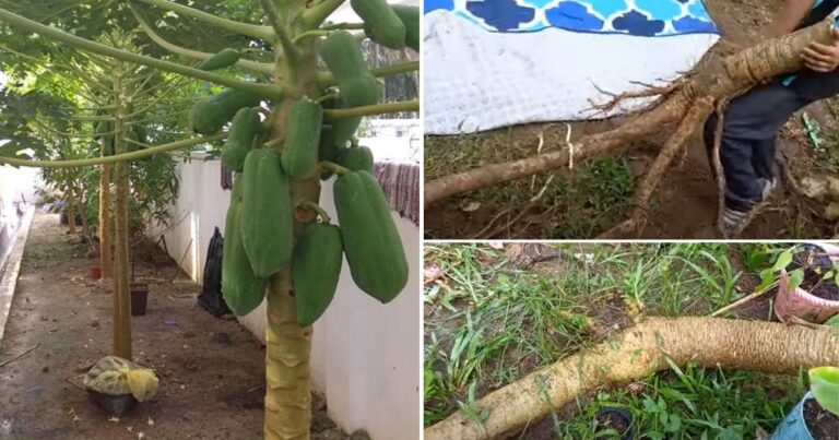 Elak Tanam Pokok Betik Dekat Dengan Rumah, Akarnya Bahaya! Ini Sebabnya