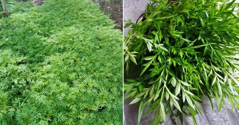 Tip Supaya Pokok Ulam Raja Kekal Rimbun, Banyak Pucuk Baru
