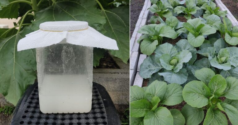 Rahsia Air Basuhan Beras Jadi Penuh Khasiat Untuk Tanaman, Lagi Elok Peram Dulu Baru Guna