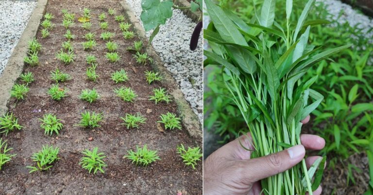 Kaedah Tanam Kangkung Cepat Tuai, 14 Hari Dah Boleh Petik Buat Kangkung Goreng Belacan