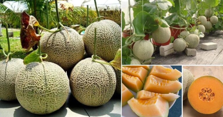 Tanam Sendiri Pokok Buah Rock Melon Dalam Pasu, Boleh Guna Teknik Baring Atau Tegak