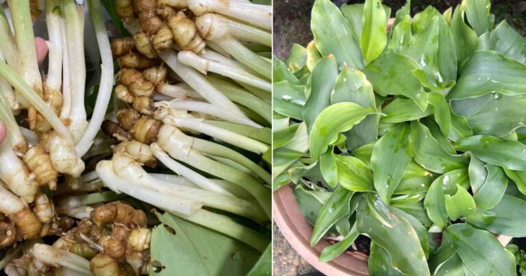 Tanam Sendiri Pokok Cekur Di Rumah, Mudah & Berbaloi Tanam. Boleh Makan Daun & Ubi