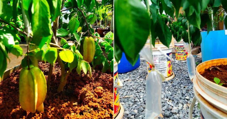Tip Merendahkan Pokok Buah Guna Teknik Gantung Air. Pokok Paras Lutut Dah Berbuah