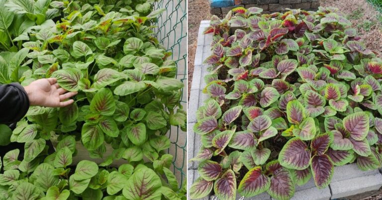 Tip Dapatkan Sayur Bayam Yang Lebih Manis & Sedap, Jangan Tanam Pokok Tengah Panas