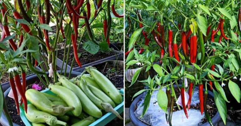 Cara Buat Air Booster Supaya Hasil Cili & Sayur Berganda ! Bancuh Serbuk Ini & Siram Ikut Aturan