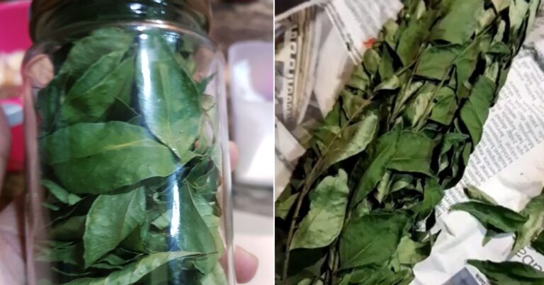 Tip Simpan Daun Kari Supaya Tahan Berbulan-Bulan Lamanya. Daun Kekal Hijau, Bau Kari Pun Tetap Wangi