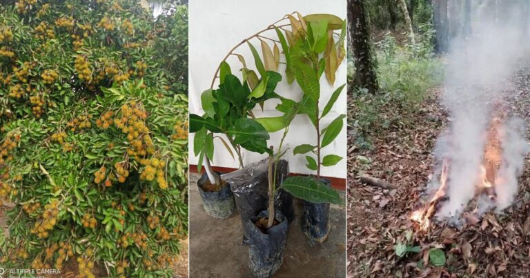 5 Petua Berguna Orang Tua Dulu Bila Tanam Pokok Supaya Subur & Berhasil Banyak
