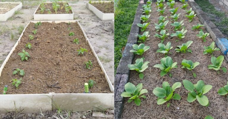 Buat Raised Bed, Cara Bercucuk Tanam Jika Tanah Di Kawasan Rumah Tak Subur, Keras & Berbatu