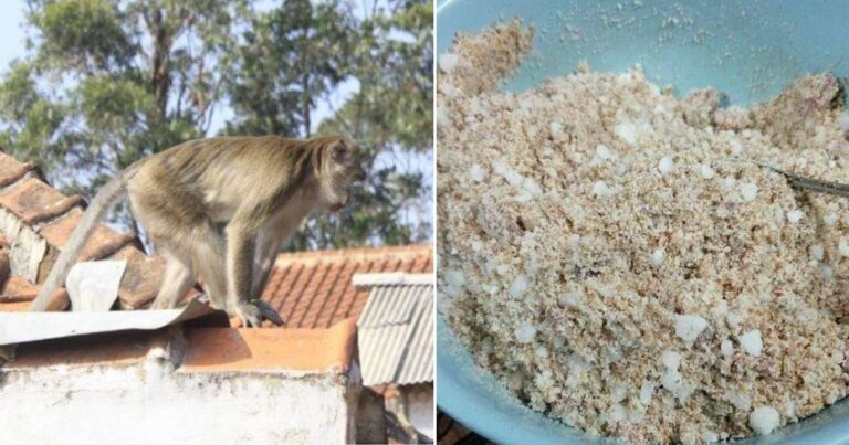 Kawasan Rumah Ada Masalah Kera Berkeliaran, Guna Cara Ini Supaya Tak Masuk Rumah