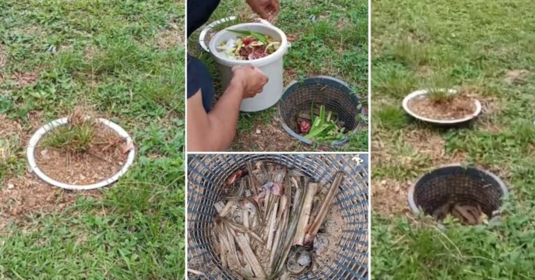 Teknik Buang Sisa Dapur Dalam Tanah Terus Jadi Baja Kompos. Tiada Bau Busuk, Haiwan Pun Tak Selongkar