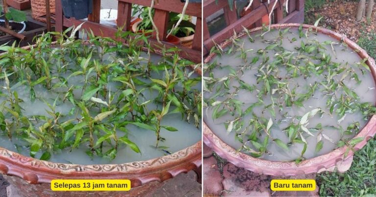 Kaedah Tanam Pokok Kesum Cepat Subur, Tak Sampai 24 Jam Dah Nampak Hasilnya