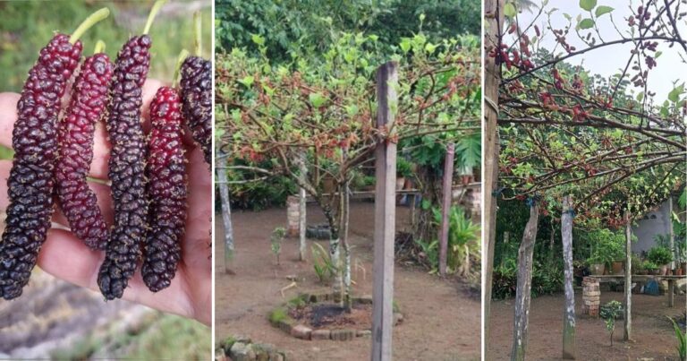 Tip Tanam Pokok Mulberi Atas Tanah Supaya Pohonnya Cantik, Berbuah Lebat Tapi Tak Tinggi