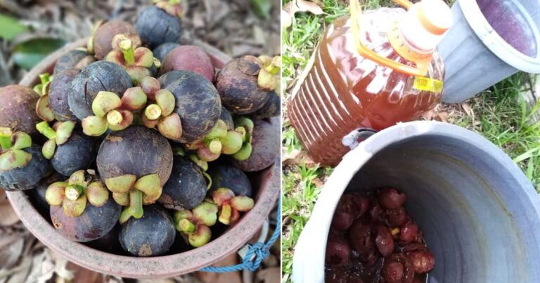 Buat Racun Organik Guna Kulit Manggis, Atasi Tanaman Kena Serangan Ulat Perosak. Berkesan & Lebih Selamat