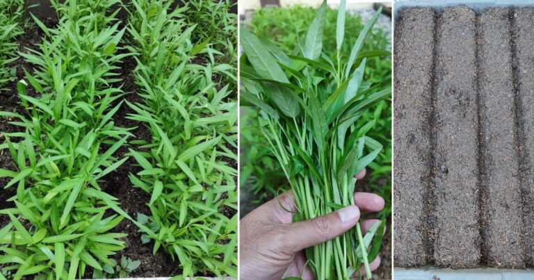 Tip Tanam Kangkung Supaya Pokok Tak ‘Rebah’ Bila Besar