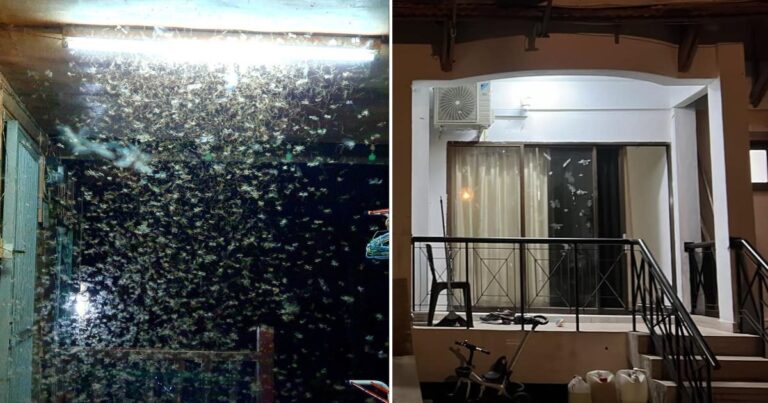 Kalau Nak Elak Kelkatu & Serangga Hurung Lampu Dalam Rumah, Guna Warna Lampu Ini