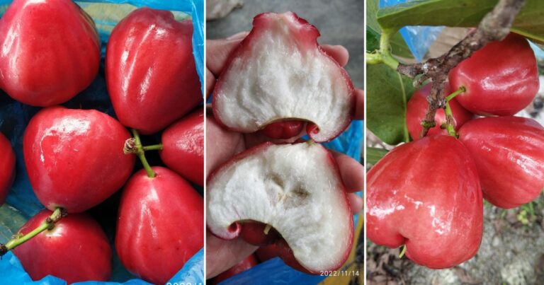 Nak Hasil Pokok Jambu Madu Sedap, Manis, Warna Merah Cantik, Kena Buat 4 Tip Mudah Ini