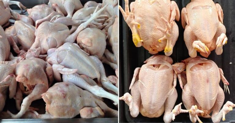 Nak Beli Ayam Segar Perhati 5 Ciri Ini. Kena Tahu Beza Antara Ayam Baru & Lama
