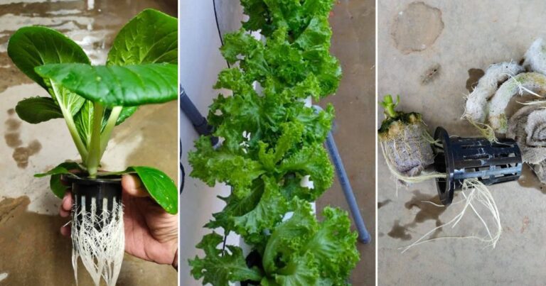 Cara Tanam Sayur Tanpa Kotorkan Tangan, Guna Kapas & Kain Buruk Ganti Cocopeat
