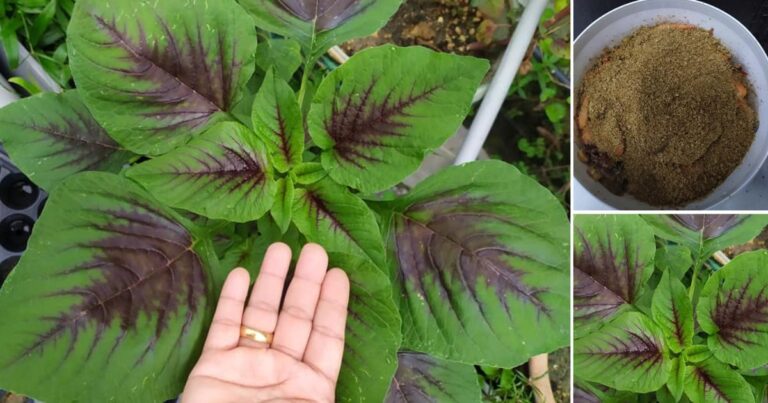 Tip Tanam Pokok Bayam, Daun Subur Lebar Besar Telapak Tangan. Guna Baja Buat Sendiri Saja