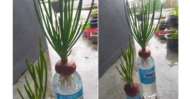Tanam Pokok Daun Bawang Guna Botol & Air Lagi Mudah Subur. Tak Perlu Tanah!