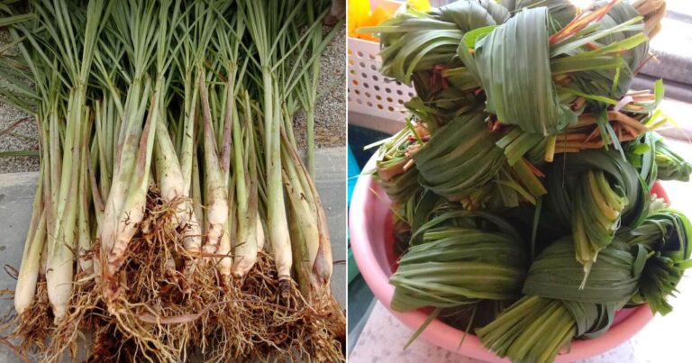 2 Kegunaan Daun Serai, Dah Tuai Jangan Buang. Rugi! Simpul & Simpan Begini