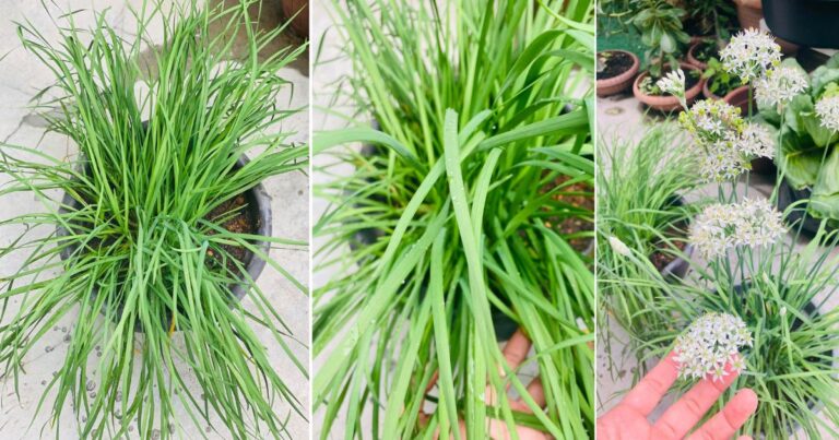 Tip & Cara Penjagaan Pokok Kucai Jika Tanam Dalam Pasu, Nak Potong Daun Pun Ada Tekniknya