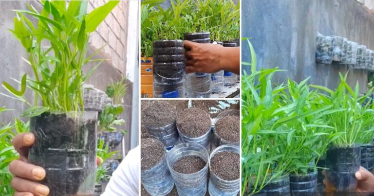 Cara Mudah Tanam Kangkung, Guna Botol Air Mineral Saja. Tak Perlu Siram, Tanah Tak Kering!