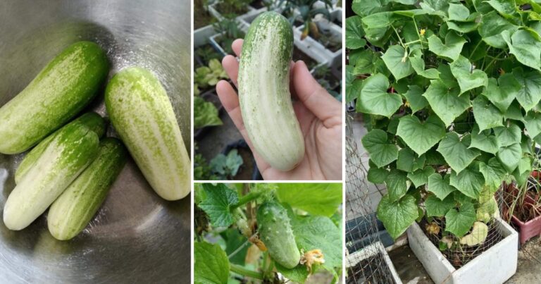 Berbaloi Tanam Timun Mini, Lebih Rangup Dan Manis. Ini Cara Tanamnya