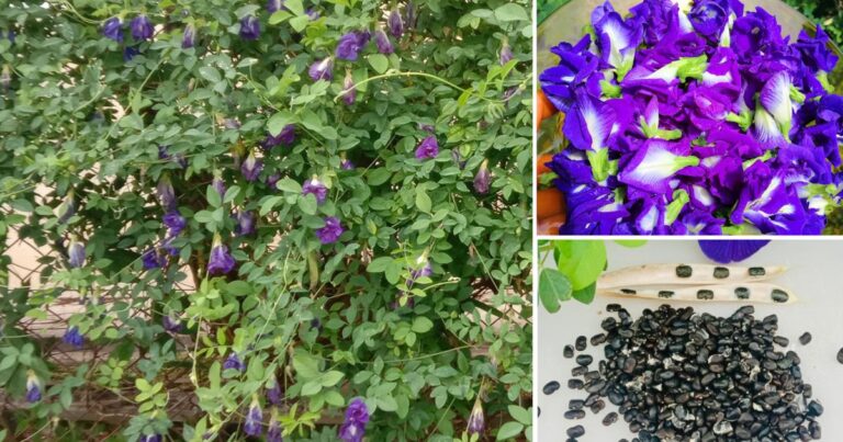 Berguna Untuk Pesakit Kencing Manis, Ini Cara Tanam Pokok Bunga Telang Supaya Mudah Hidup