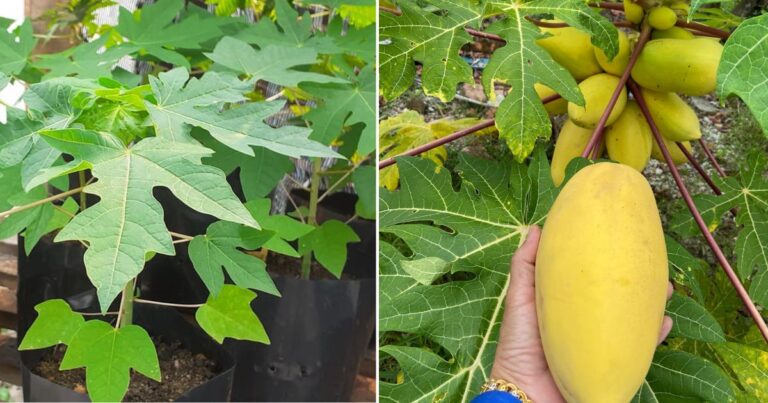 Semai Pokok Betik Ikut Cara Ini Kalau Tanam Sekitar Rumah Supaya Tak Meninggi
