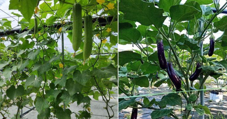 Jika Nampak 3 Jenis Daun Ini Pada Pokok Sila Buang! Tiada Fungsi & Boleh Jadi Punca Pokok Tak Berbuah