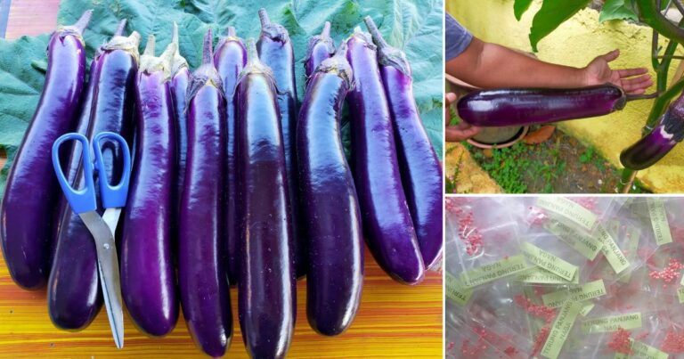 Hasil Terung Subur & Besar Walau Berkebun Depan Rumah Saja. Ini Tip Penanaman Yang Digunakan