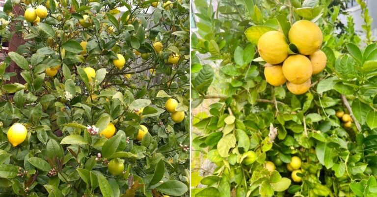 Tip Mudah Pokok Lemon Berbuah Lebat, Siram Air Beras Di Bahagian Pucuk & Guna Baja Ini
