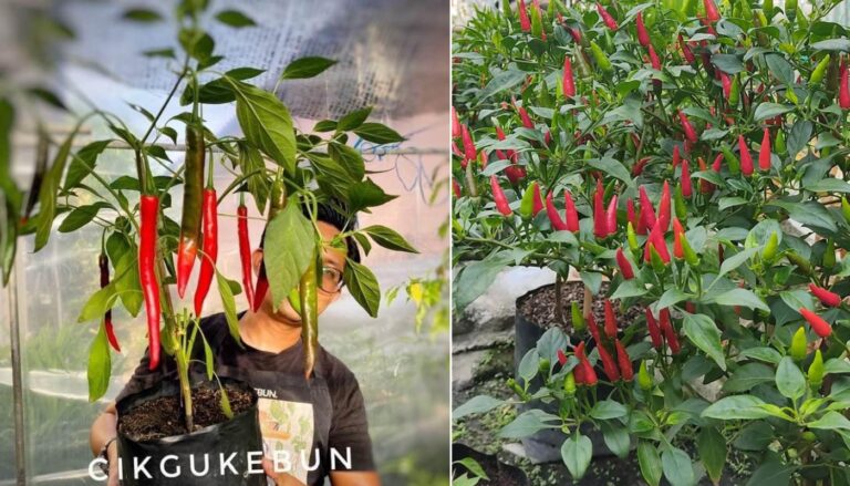 3 Tip Tanam Pokok Cili Supaya Tak Kena Serangan Perosak & Penyakit Berterusan. Hasil Cili Pun Banyak
