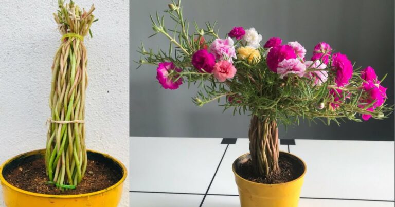 Tutorial Tanam Pokok Rose Jepun Supaya Cantik Jadinya. Pokok Bunga Paling Mudah Tanam, Senang Jaga