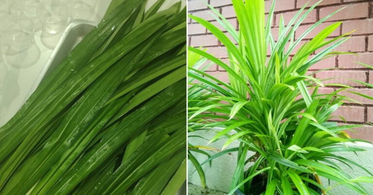 Cara Simpan Daun Pandan Supaya Tahan Lama, Berbulan-bulan Pun Kekal Segar & Wangi