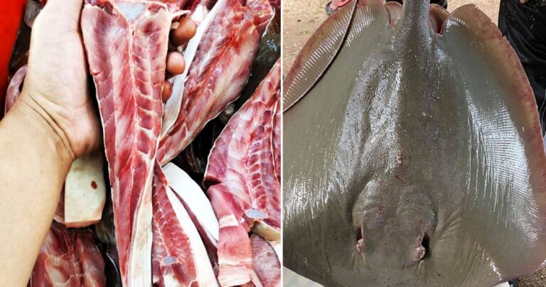 Peniaga Makanan Laut  Kongsi Tip Pilih Ikan Pari Segar & Punca Ikan Berbau Hancing