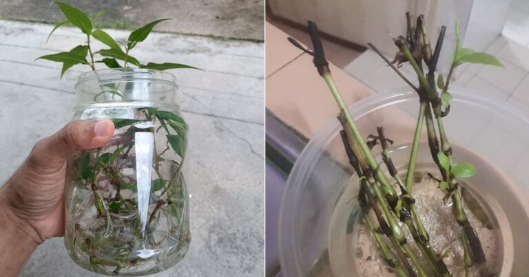 Rendam Batang Pokok Kesum Untuk Tanam Tapi Akar Tak Keluar, Jadi Lembik & Busuk. Ini Sebabnya