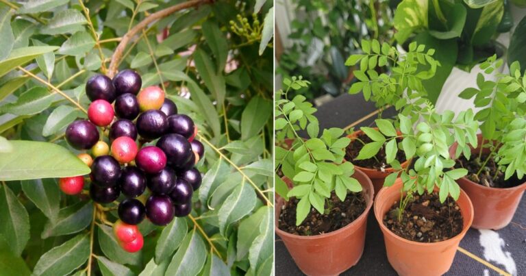 Selain Keratan Batang, Pokok Kari Boleh Tanam Guna Buah Kari. Lagi Banyak Pokok Boleh Dapat