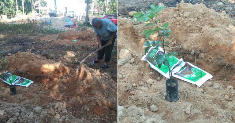 Cara Orang Tua Dulu Tanam Pokok, Pilih Hari Yang Sesuai Ikut Hari Kalendar Islam. Alhamdulillah Menjadi