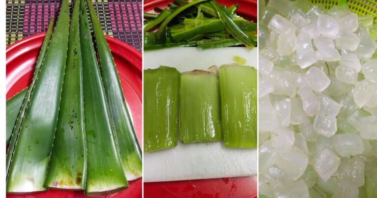 Cara Buat Jeli Aloe Vera, Boleh Masuk Dalam Minuman. Berkhasiat Untuk Kecantikan Kulit