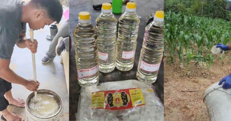 Petua Halau Babi, Kera & Ular Dari Masuk Kebun, Guna Kapur Barus & Minyak Tanah