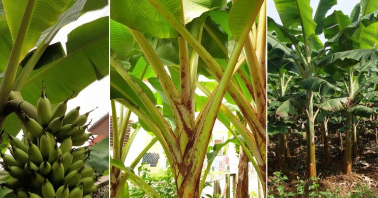 Tip Cantas Daun Pokok Pisang, Penting Supaya Hasil Buahnya Banyak