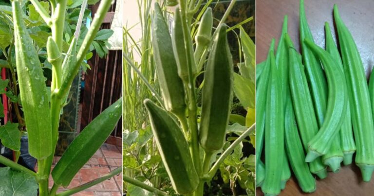 Petik Buah Bendi Kena Buang Sekali Daunnya Supaya Pokok Terus Berbuah Lebat