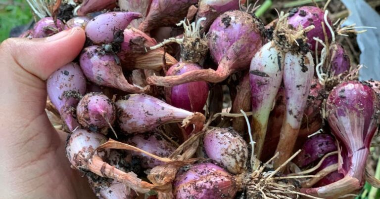 Tanam Sendiri Bawang Merah, Caranya Memang Mudah. Tip Penting Jangan Petik Daun