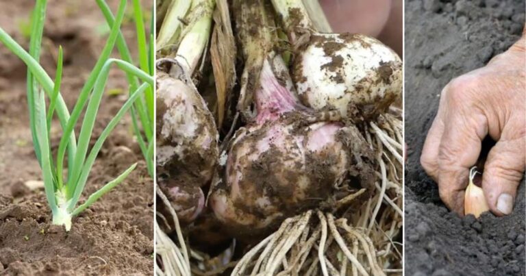 Mudah Rupanya Tanam Bawang Putih,  Tanam Ulas Cara Menegak Dan Kambus