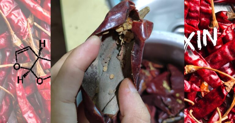 Habuk Dalam Cili Kering Bahaya, Kalau Jumpa Sila Buang! Ia Dari Kulat Tinggi Toksin