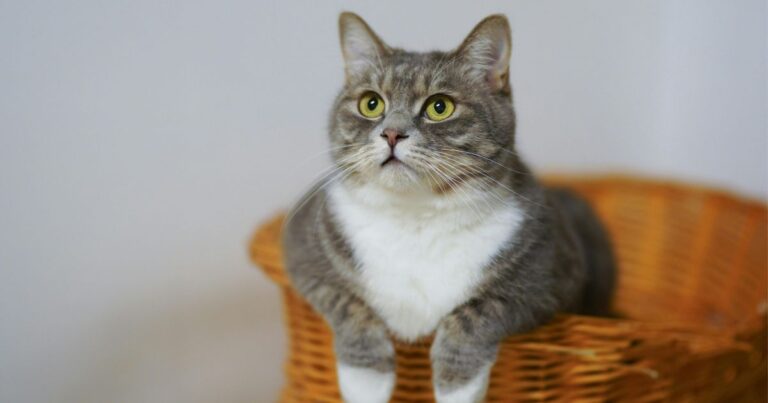 Kucing Kesayangan Hilang, Boleh Cuba Cara Orang Jepun Ini Kalau Dah Puas Cari Tak Jumpa